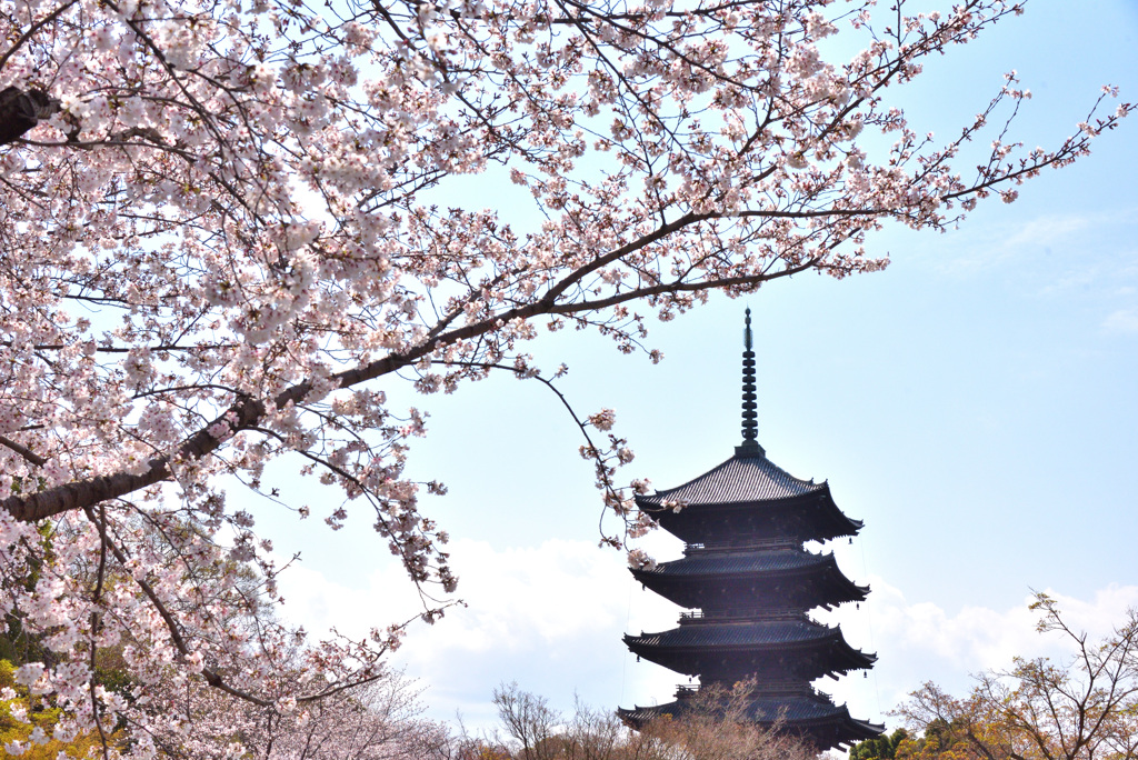 東寺の春