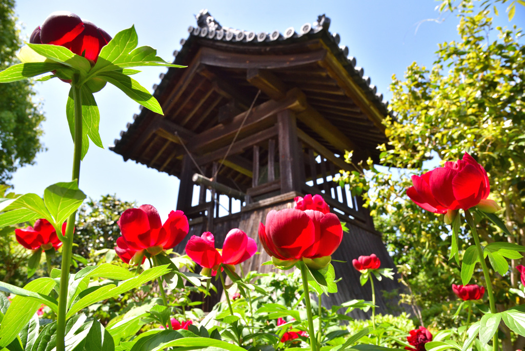 立てば芍薬
