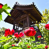 立てば芍薬