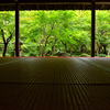青葉茂れる