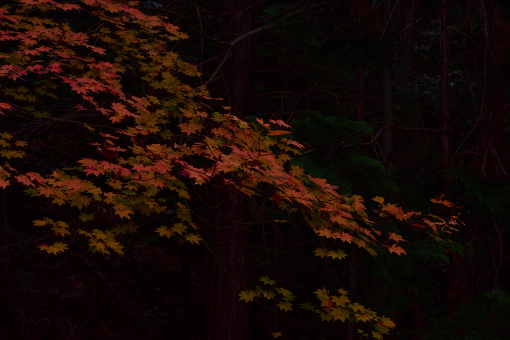 Autumn Leaves