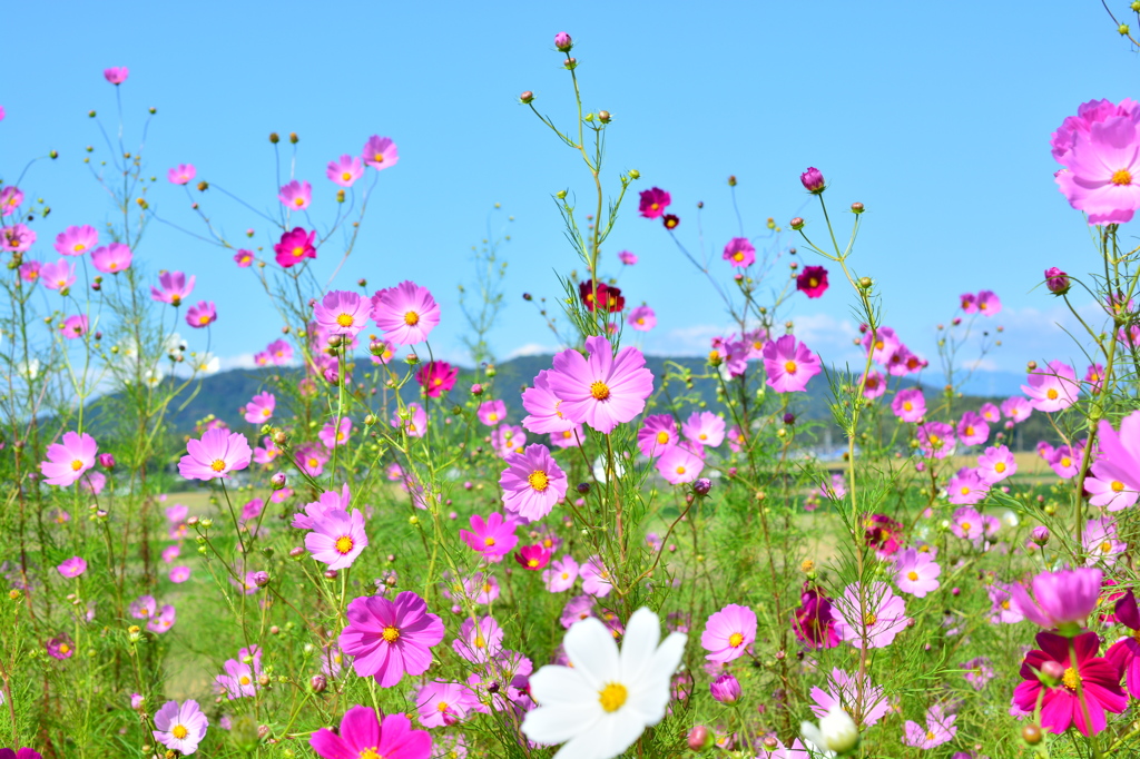 秋桜