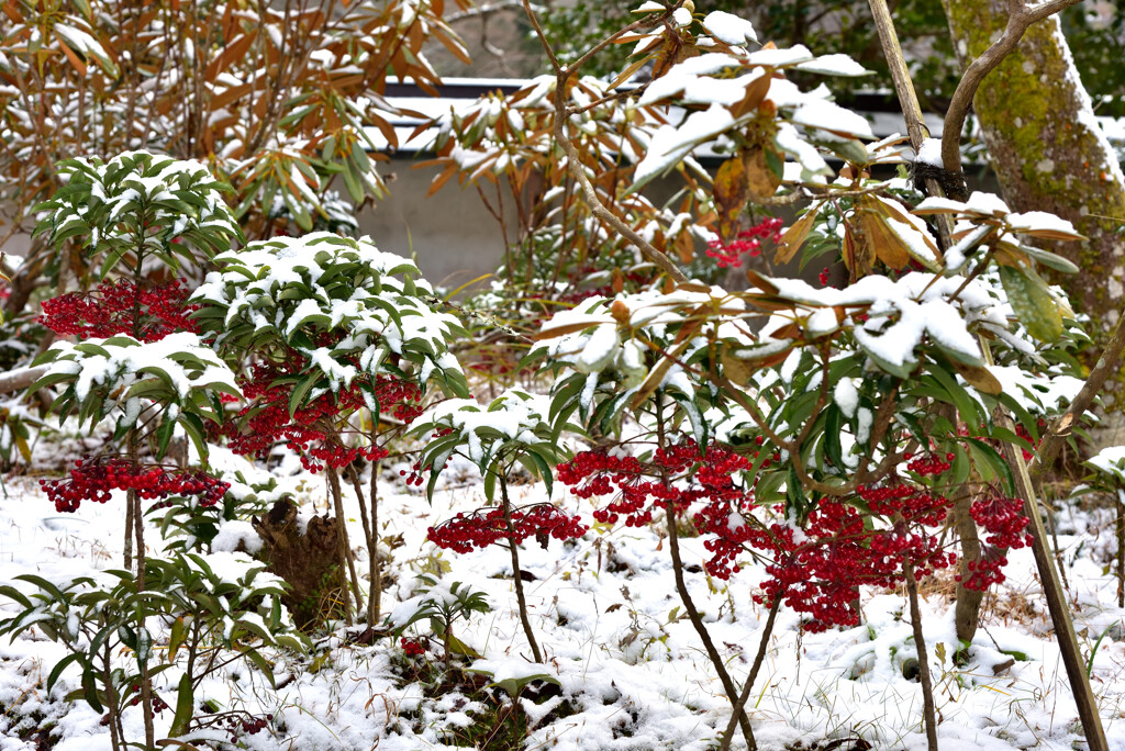 雪と万両