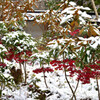 雪と万両