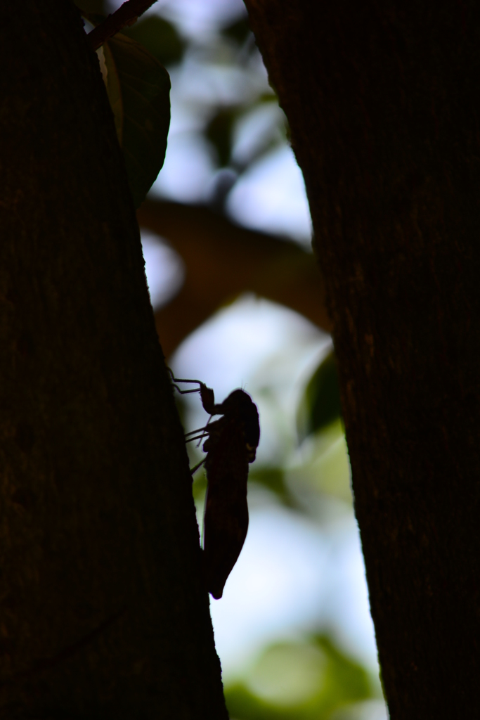 夏のシルエット　セミ