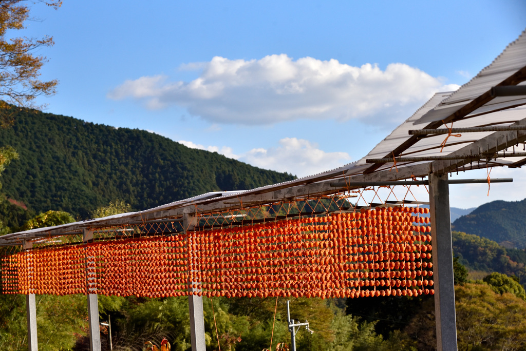 串柿と青い空