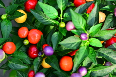 colorful pepper