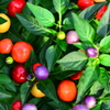 colorful pepper
