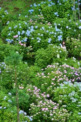 紫陽花に包まれて