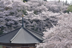 桜海に浮かぶ