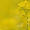 野に咲く花のように