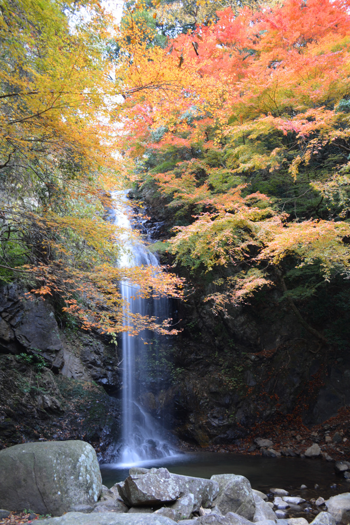 白藤と紅葉と