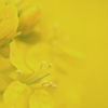 Mello Yello
