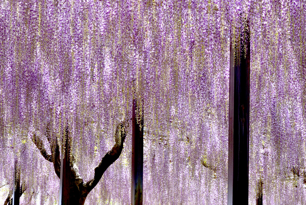 Purple Rain