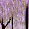 Purple Rain