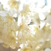 陽だまりの花々
