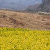 菜の花畑