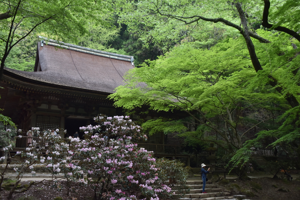 新緑の室生寺
