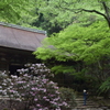 新緑の室生寺