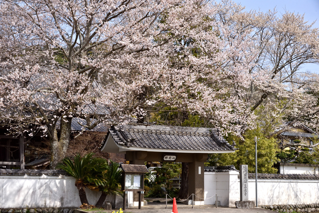 淡墨桜の寺