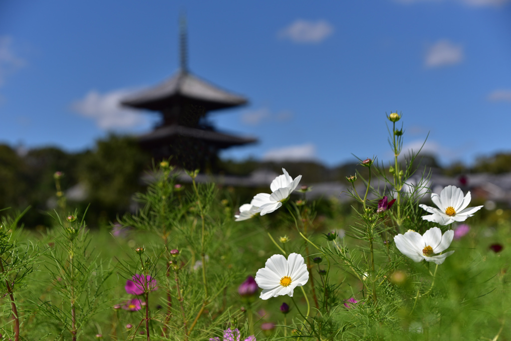 秋風そよいで