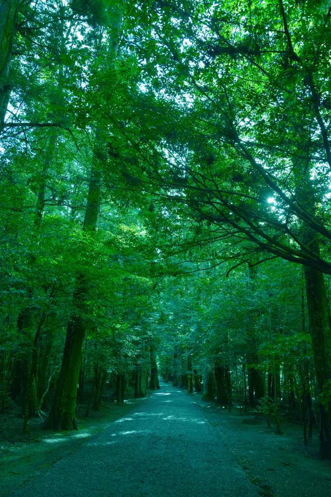 参道は木々にサンドされてるから参道なのか