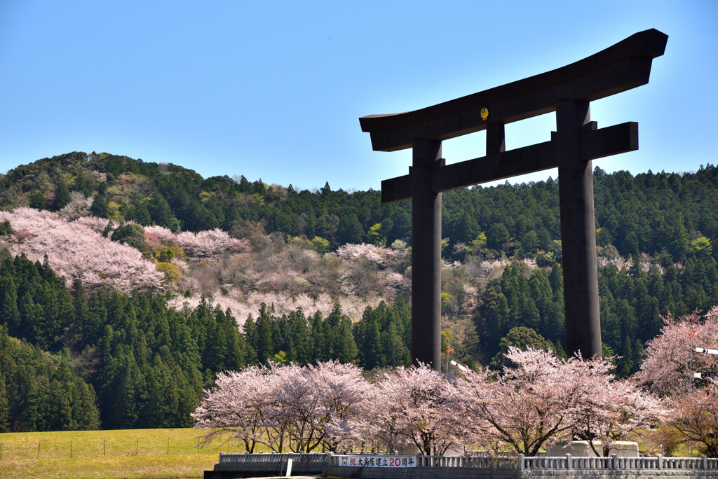 桜雲に佇む