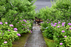 紫陽花の小径