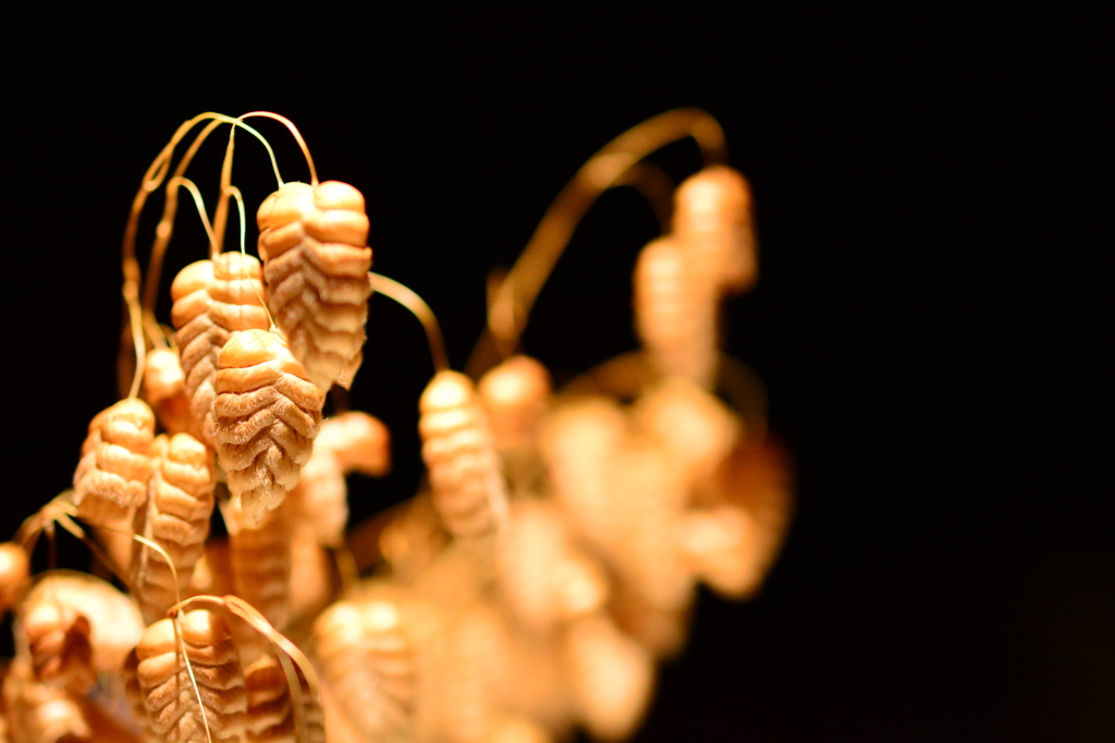 小判草　その二