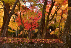 黄葉と紅葉に高揚