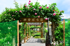 神宮ばら園