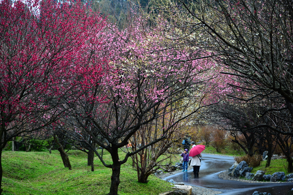 雨の梅林