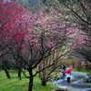 雨の梅林