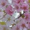 なんという桜でしょう　2