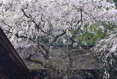 野水分神社の桜