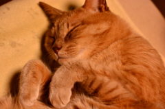ねむり猫