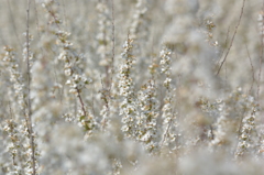 柳の下～に雪がある！　だから～