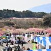 春の賑わい　2
