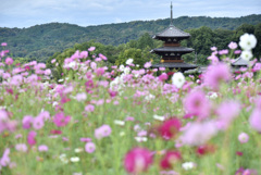 秋桜と塔と