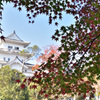 彩る