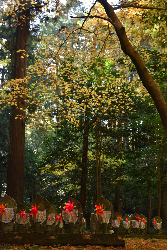 降り注ぐように