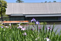 勾玉池の花菖蒲