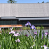 勾玉池の花菖蒲