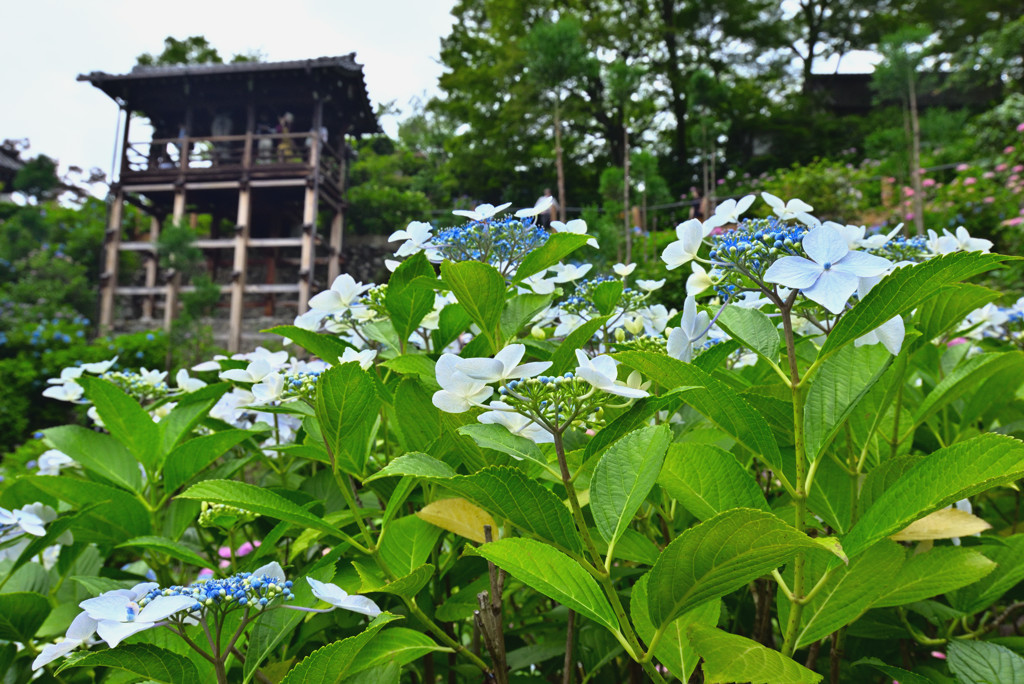 善峰寺の紫陽花