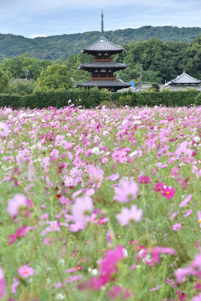 国宝を彩る