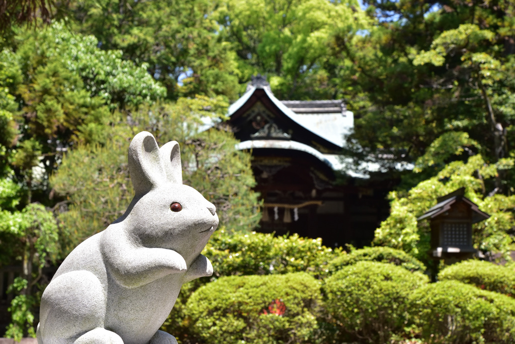 うさぎがぴょん