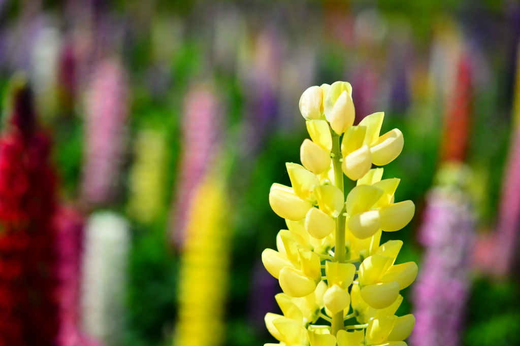 colorful yellow