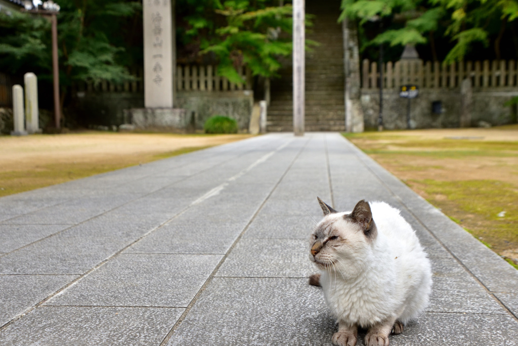 一乗寺の猫