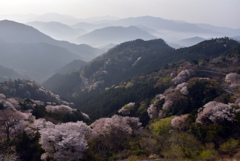 山桜