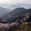 山桜